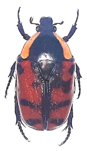Pachnoda leclercqi